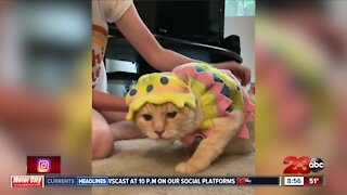 Easter cat costume