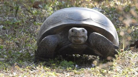 Gopher Tortoise on the move