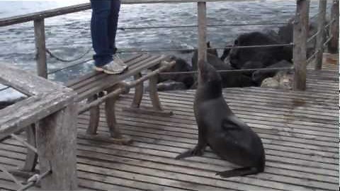 Territorial Sea Lion Chases Tourists Away Claiming Trespass