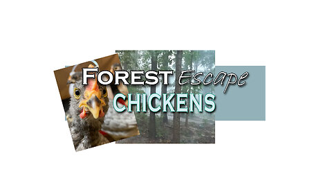 Forest Escape Homestead Chicken Feed and Helping Sparkle the Hen