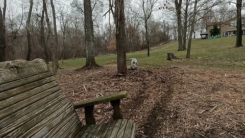 11 minutes of a German Shorthaired pointer digging for moles.