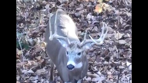 Rutting Ohio whitetail bucks on a hot doe.