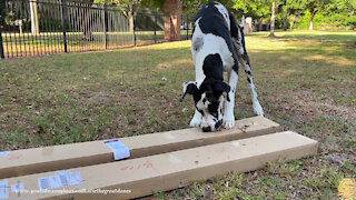 Happy Great Dane Digs Unpackaging Boxes of Blinds