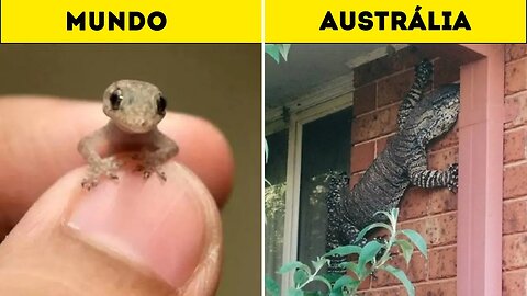 Por que os insetos na Austrália são tão grandes ?