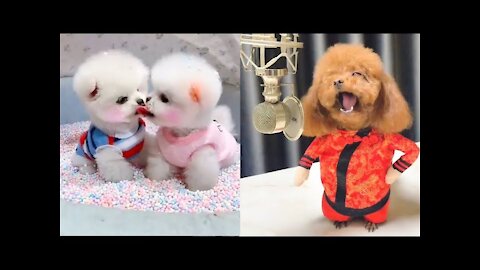 Baby Dogs - Cute and Funny Dog Videos 2021