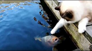 Amizade de gato com peixe dura mais de 5 anos