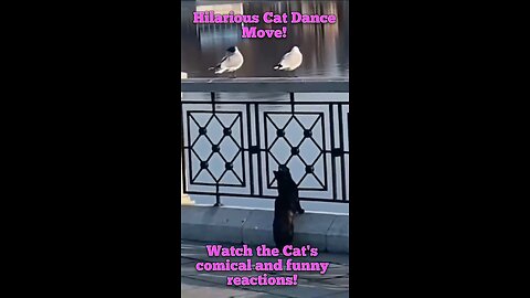 Hilarious Cat Dance Move! Funny and Comedy!