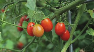 Melinda Myers Growing Tomatoes