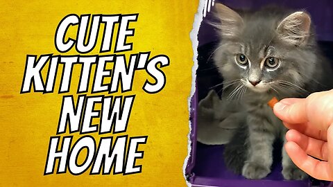 Cute Kitten's New Home 😺 SO FLUFFY!