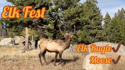 Estes Park During The Rut | Elk Fest, Elk Bugle, Moose Sighting & Beautiful Mountain Views