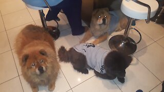 Chow Chow - Food Aggression