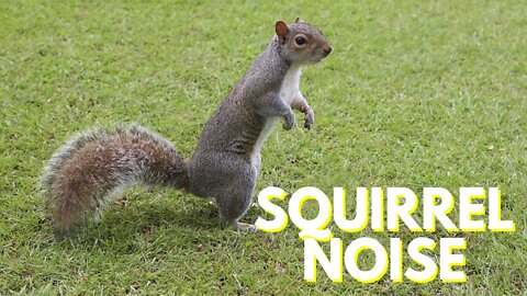 Squirrel Noises Loud | Squirrel Sound Video By Kingdom Of Awais
