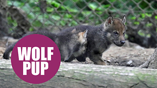 A pack of super cute wolf pups were caught on camera bounding around their new home