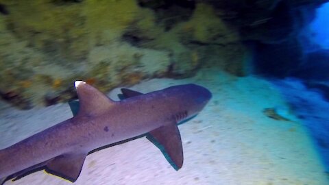 Scuba divers find sleeping sharks and sea turtles in mysterious cave