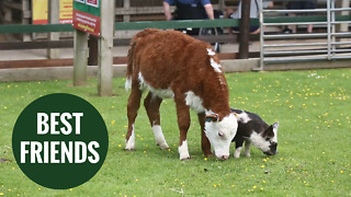 Adorable video shows unusual friendship of a cow and a pig