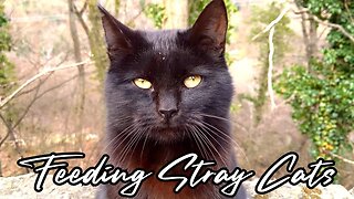 Feeding Stray Cats - A Banquet of Love for Our Feral Friends