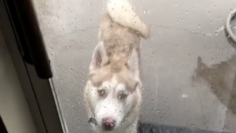 Stubborn puppy Husky almost gets hit by lightning!