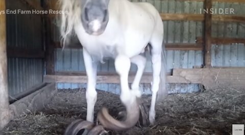 Rescue Horse With 30-Pound Hooves Can Walk Again