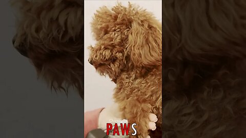 🐶 #PAWS - Pampered Pup 🐾