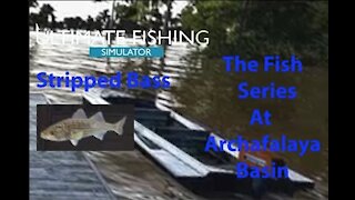 Ultimate Fishing Simulator: The Fish - Archafalaya Basin - Stripped Bass - [00025]