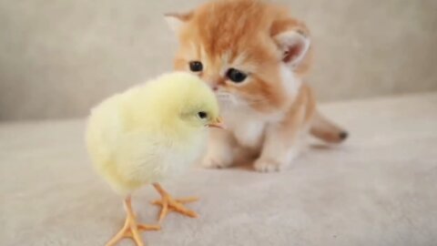 cats and chicks,