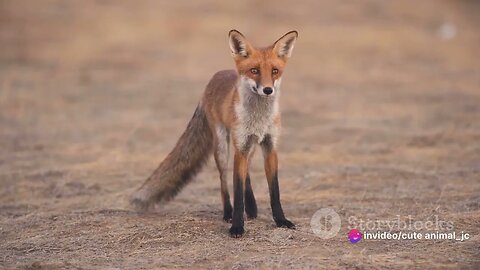 Sapporo's Red Foxes: Japan's Winter Coats