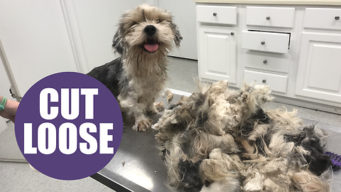 This Neglected Dog Looks Incredible After Three-Hour Transformation