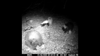 Baby porcupine and his two skunk friends