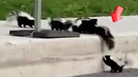 Skunk parent and child helping each other