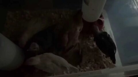 Medical Emergency Chickens Dying