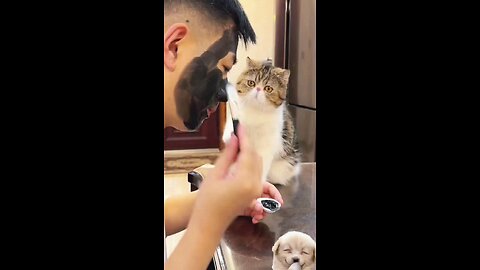 Cat shocked to see owner #funny