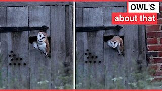 Photographer captures owl dancing