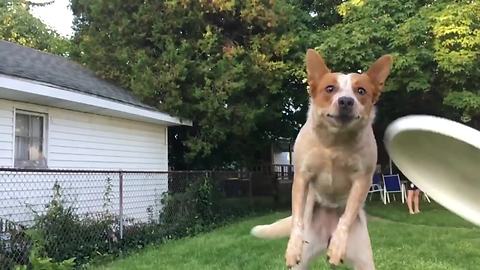 Slow motion footage captures dog's epic frisbee fail