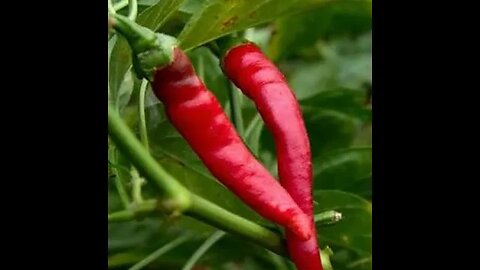 Zaddoch Ponde - Medicinal benefits of cayenne pepper