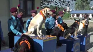 Nepalese police worship service dogs