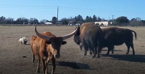 Grapeland Safari - A Hidden Texas Gem