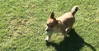 Corgi Puppy Learns How to Play Fetch - Cute Dog FAIL