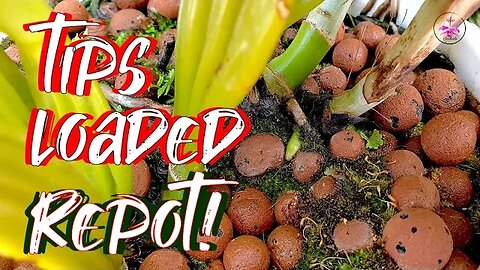 Repotting Root-Bound Cattleya Orchid | BEST Tips Long Term Semi-Hydroponics Growing #ninjaorchids