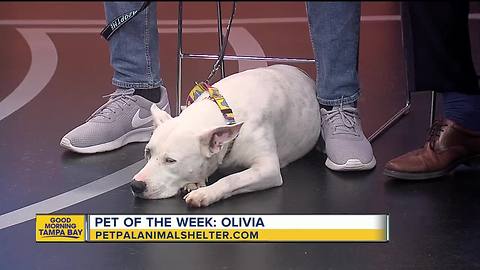 Pet of the week: 7-year-old Olivia is eager to please but prefers not to share her treats