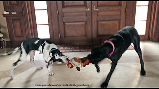 Cat thoroughly entertained by Great Dane toy playtime