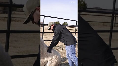 Animal Chiropractor Makes This Camel Gasp With Relief