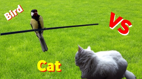 Funny - Bird vs Cat, Hungry for ''food''