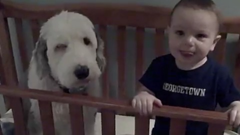 Big Dog Takes Nap With Toddler In The Crib