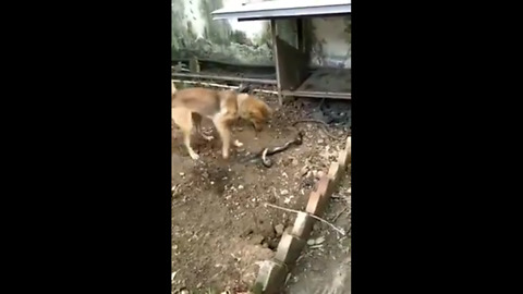 Dog v/s Snake