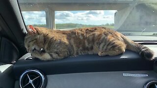 Adorable kitty spends her life touring Europe with her owner