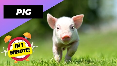 Pig - In 1 Minute! 🐷 One Of The Most Intelligent Animals In The World | 1 Minute Animals