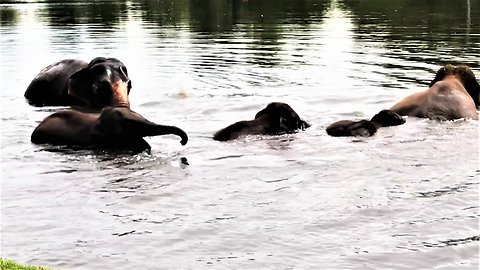 Majestic & happy elephants enjoy swim in river