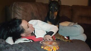 Doberman Throws Tantrum For Halloween Candy