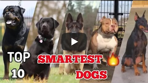 Top 10 most intelligent dog breeds in the world | Top 10 smartest dog 2021 | #Smartest​ dog