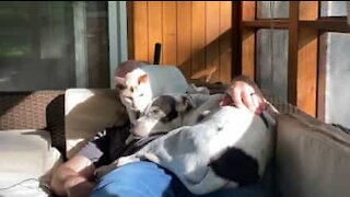 Pets chill on top of owner